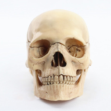 skullbone, humanskull, Skeleton, skull