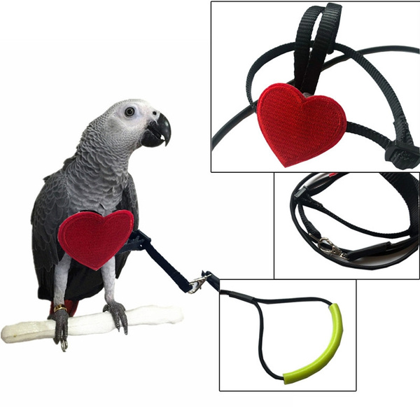 Parrot leash discount