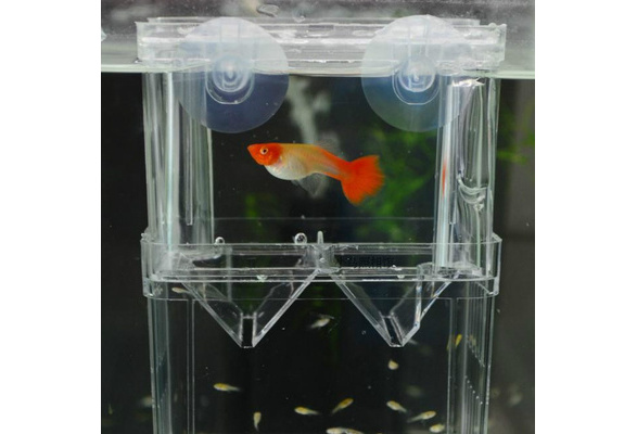 guppy fish breeding tank