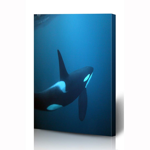 Canvas Prints Wall Art X Inches Atlantic Orca Killer Whale Orcinus Andenes Wildlife Dorsal Norway Ocean Cetacean Fin Fjord Wooden Frame Printing Home Living Room Office Bedroom Wish