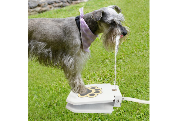 paw activated water fountain