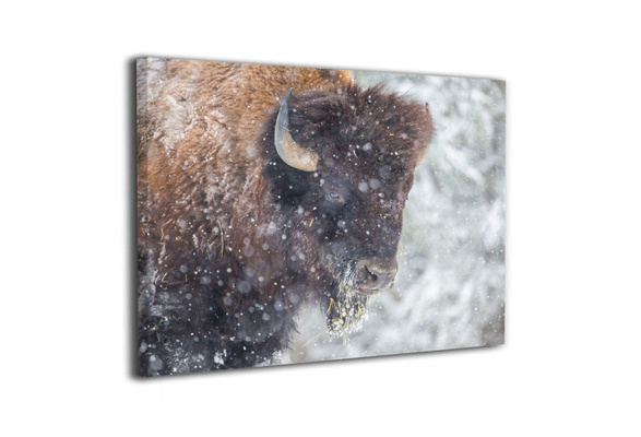 limited edition stretched canvas print gallery style wooden frame Original Indian Western Art American Bison in snow