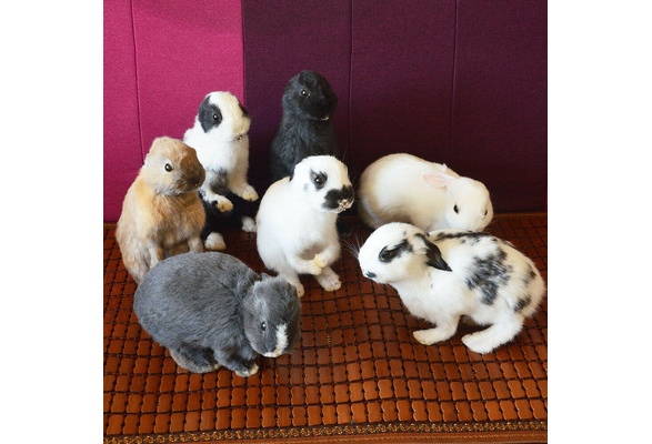 Decoration （1pcs random） Taxidermy stuffing rabbit,bunny fur specimen Teaching