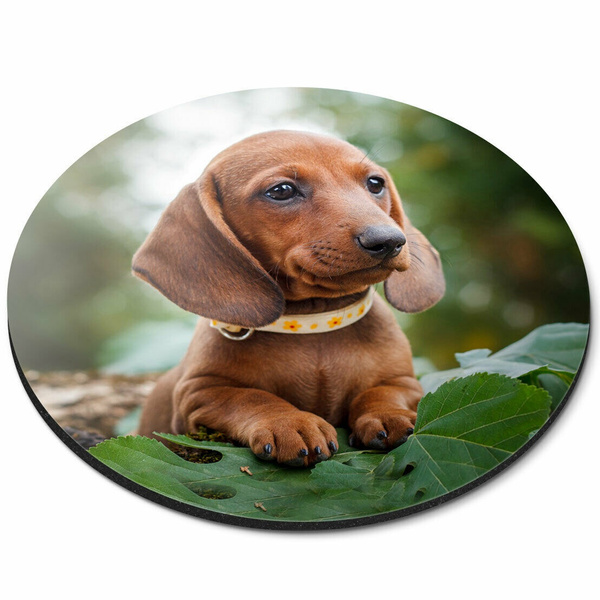 dachshund sausage