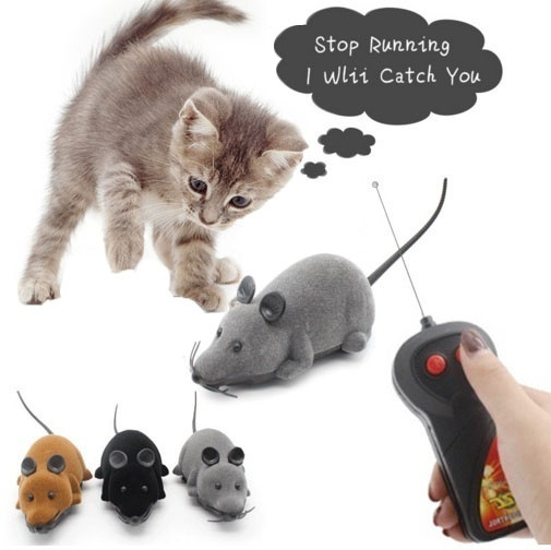 remote control kitten