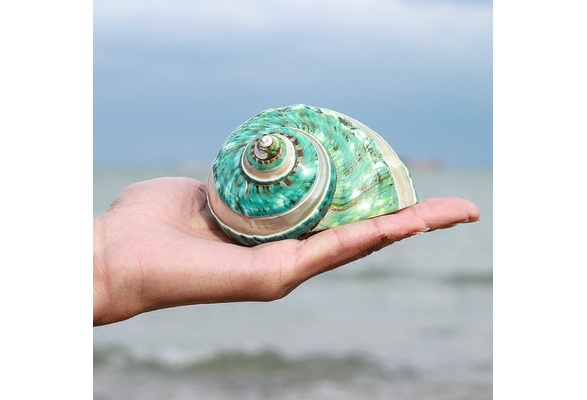 Natural Green Turban Shell Conch Coral Sea Snail Ornament Fish Tank Decor Gift 