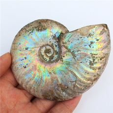 ammonite, Fossils & Minerals, Colorful, Collectibles
