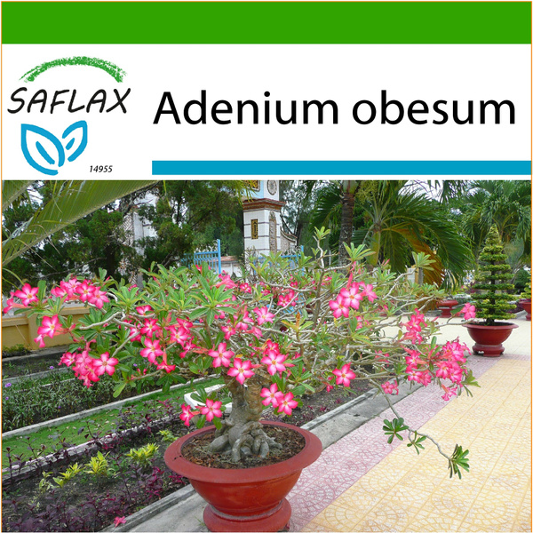 Graines Adenium Obesum Pink Heart - Rose Du Désert 5 Graines, Plante D'intérieur à Tronc Massif, Fleurs Roses Précoces