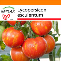 Semi di Pomodoro Ciliegino (Lycopersicon esculentum