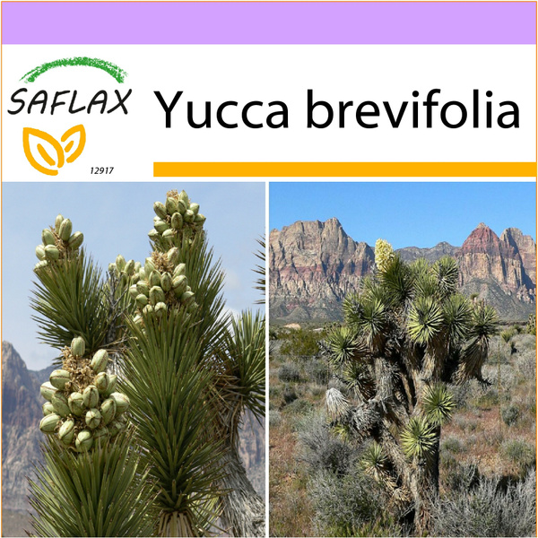 Joshua Tree Yucca brevifolia 10 Seeds SAFLAX