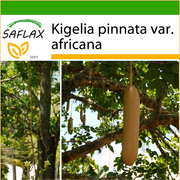 Kigelia africana – Sausage Tree – Buy seeds at