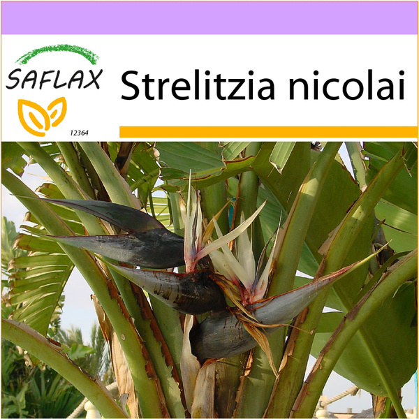 SAFLAX - White Bird of Paradise - 5 seeds - Strelitzia nicolai | Wish