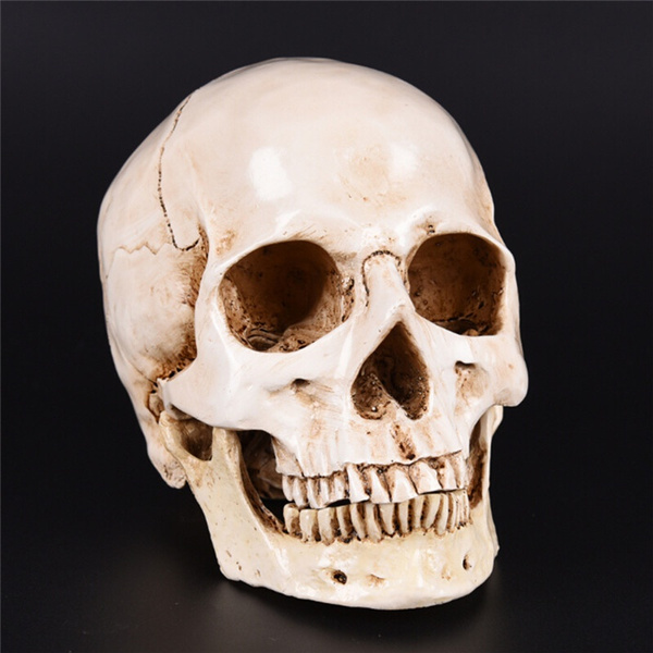 Lifesize Human Skull Replica Resin Model Anatomical  Skeleton Decor 