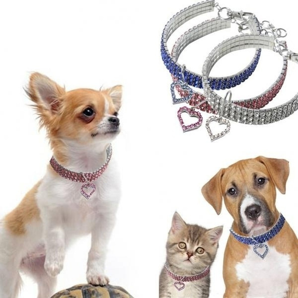 dog with necklace