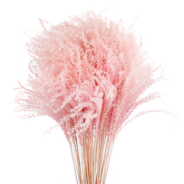 30pcs Natural Light pink wedding pampas flowers small pampas grass bouquets  natural dried reed flowers bouquets
