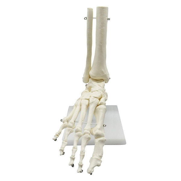 Human Foot Skeleton Medical Anatomical Model on Base Stand, Life Size ...