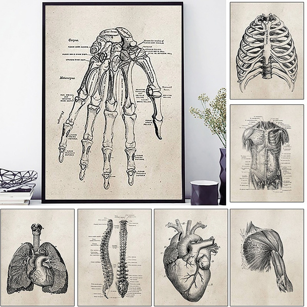 ANATOMY print Set of 6 Art Prints, Skeleton and Muscles Anatomy Poster ...