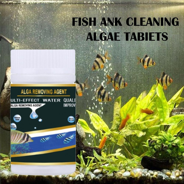algae tablets for fish tank