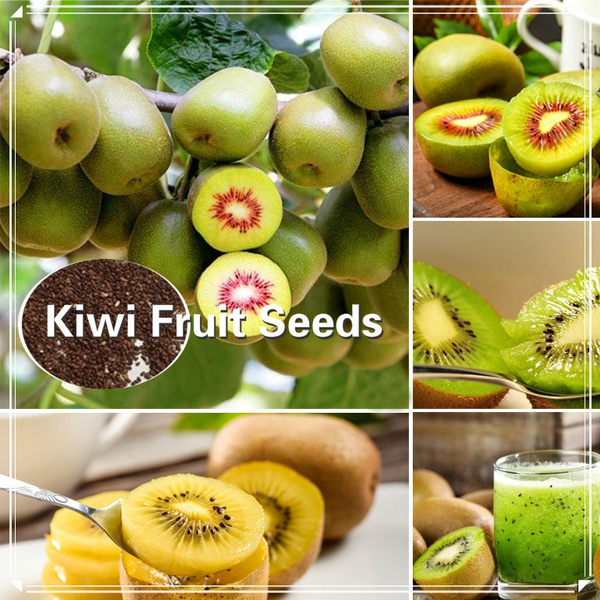 Mini Kiwi Fruit Tree Seed Delicious Kiwi Fruits Home Garden Plant Seed 200 Pcs