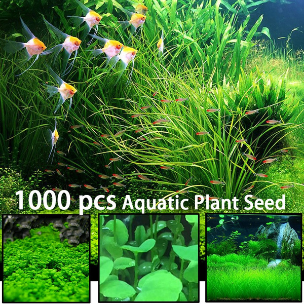 Plant Seed Fish Tank Aquarium Aquatic Water Grass Decor Garden