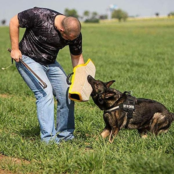 schutzhund trainer