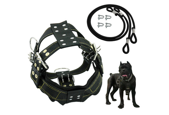 Weighted harness for top pitbulls