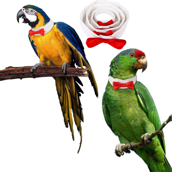 Pet bird clearance accessories