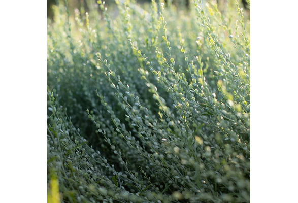 Persian Cress