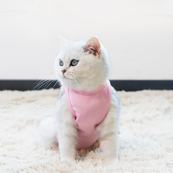cat recovery suit near me