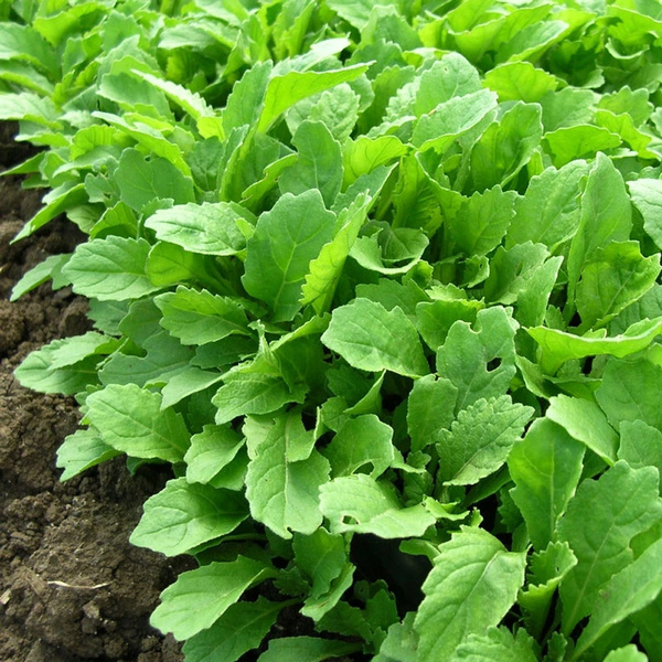 Arugula, 'Wasabi