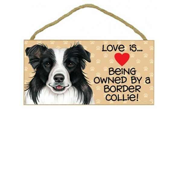 border collie love