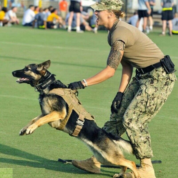 military dog harness