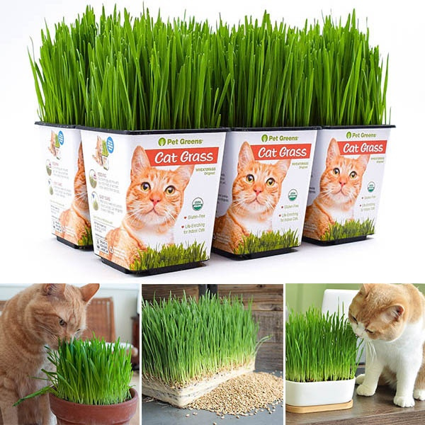 50g Organic Oat Avena Sativa Seeds Oatgrass Kitten Cat Grass Pet Grass Cat Treat 