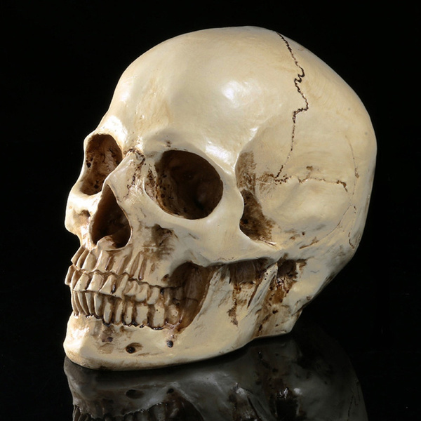 Human Skull white Replica Resin Model Medical Lifesize Realistic NEW 1:1 A3 TLU 