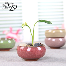 Bonsai, minibonsaipot, Decor, Flowers