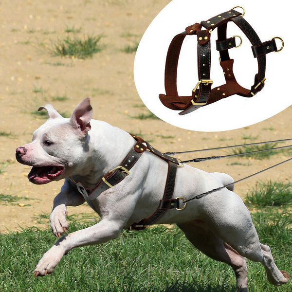 Heavy duty 2024 pitbull harness