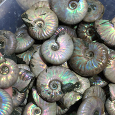ammonite, madagascar, shells, polished