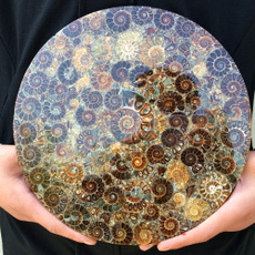 ammonite, Decor, shells, healingcrystal