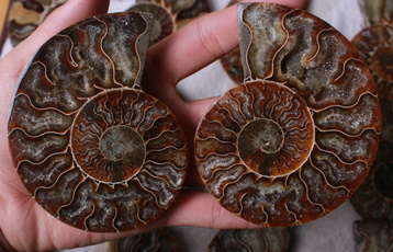 ammonite, Fossils & Minerals, crystaldecor, specimen