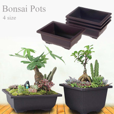 Bonsai, succulent, Plants, Garden