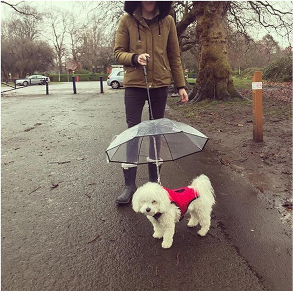 Umbrella leash best sale for dog