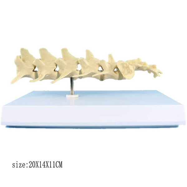 20X12X8 cm Dog Lumbar Vertebrae Model Medical Anatomical Dog Spine ...