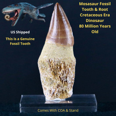 mosasaurtooth, prognathodon, foosilspecimen, mosasaur