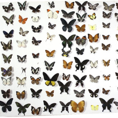 butterfly, Gifts, butterflyspecimen, specimencollectionsupplie