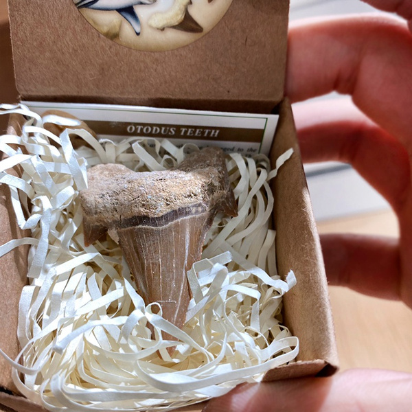 Authentic Shark Tooth Collection From Morocco