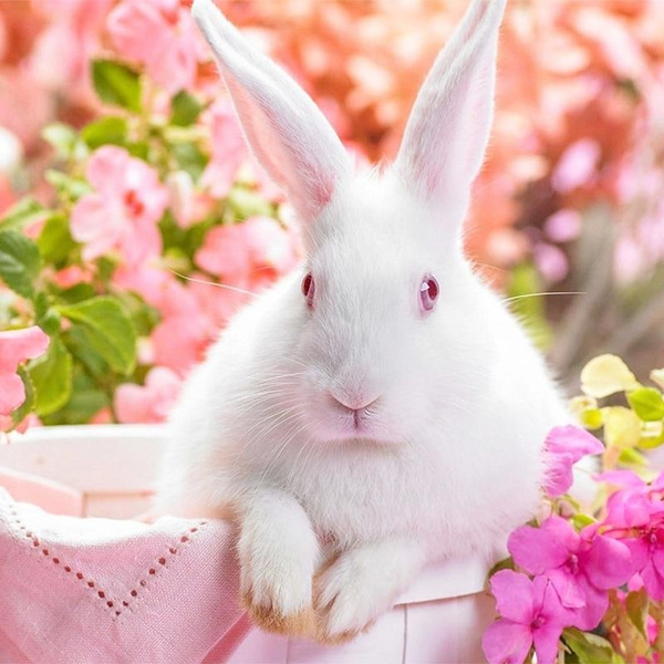 Diamond Painting White Rabbit with Pink Eyes Diy Diamond Painting  Embroidery Home Decor