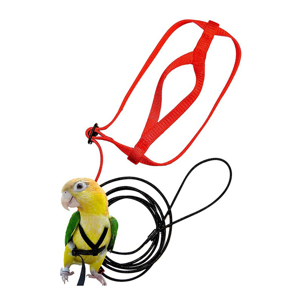 parakeet leash
