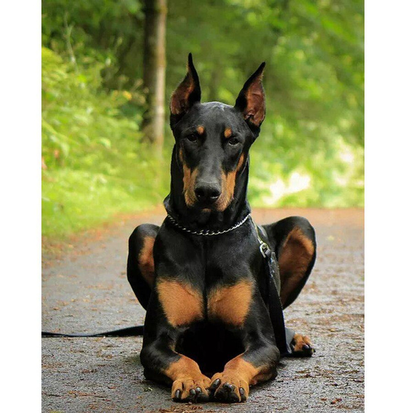 doberman diamond collar