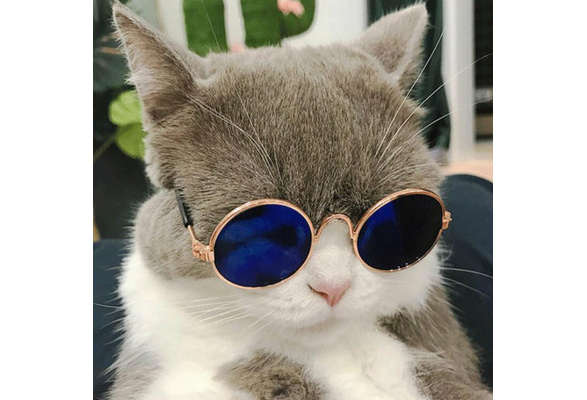 cats with sunglasses