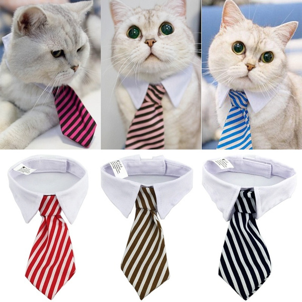 Cat sales tuxedo collar